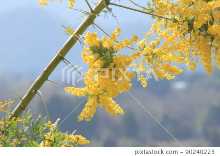 盛開的含羞草 90240223