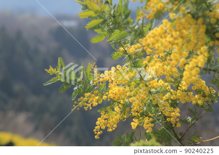 盛開的含羞草 90240225