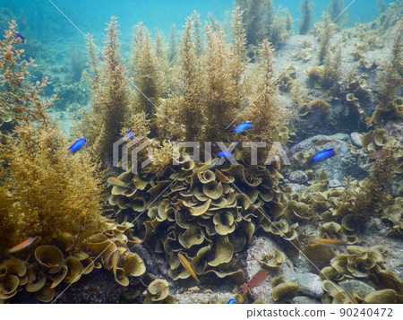 Small fish swimming in the sea 90240472