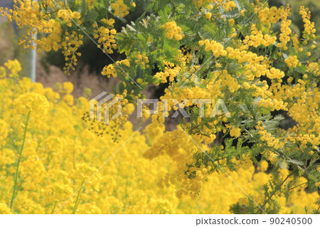 Full bloom mimosa and rape blossoms 90240500