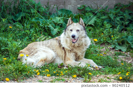 East Siberian Laika (a cousin of a husky) is lying on the grass with open mouth. Laikas are used as hunting gun dog for bear-hunting and and other large beasts. East Siberian Laika (a cousin of a husky) is lying on the grass with open mouth. Laikas are used as hunting gun dog for bear-hunting and and other large beasts. 90240512