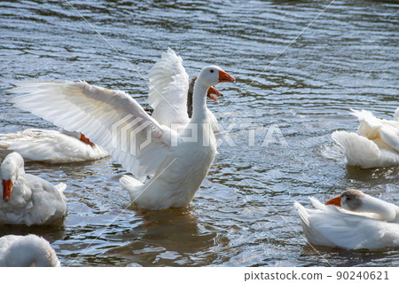 group of domestic white farm geese swim and splash water drops in dirty muddy water, enjoy first warm sun rays, peace and tranquillity of nature 90240621