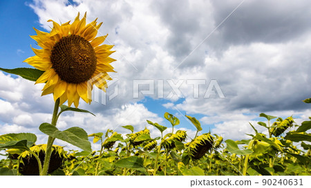 rural farm field with dry and ripe disk heads of common sunflower ready for harvest, and a late flower bloom in blue sky rural farm field with dry and ripe disk heads of common sunflower ready for harvest, and a late flower bloom in blue sky 90240631