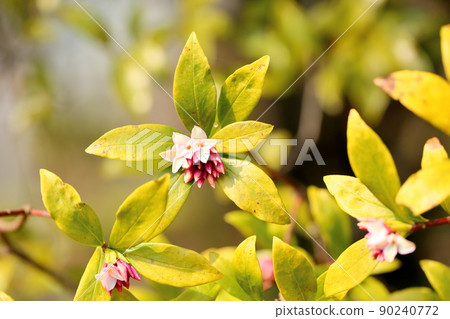 達芙妮花 達芙妮花 90240772