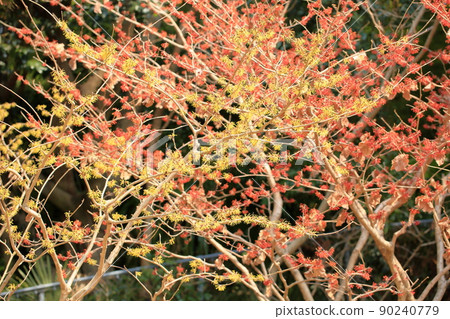 Witch hazel flower 90240779