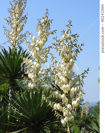 "Yukaran" flowers 90241004