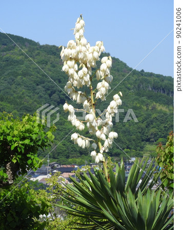 "Yukaran" flowers 90241006