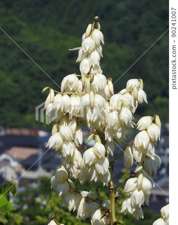 "Yukaran" flowers 90241007