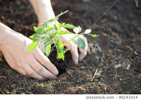 Plant tomato seedlings Plant tomato seedlings 90241014