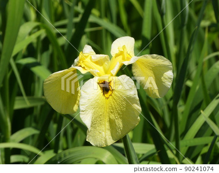 花菖蒲金冠 花菖蒲金冠 90241074