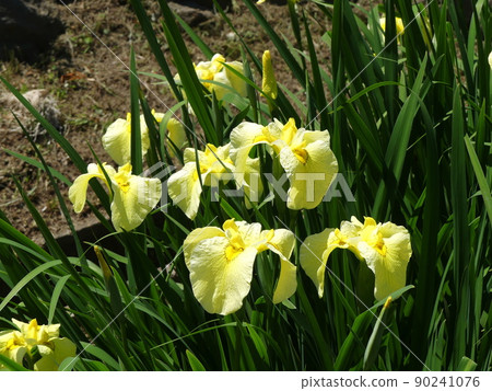 Hanashobu Iris Gold Crown 90241076