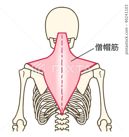 斜方肌，上肢肌肉，同名 90241103