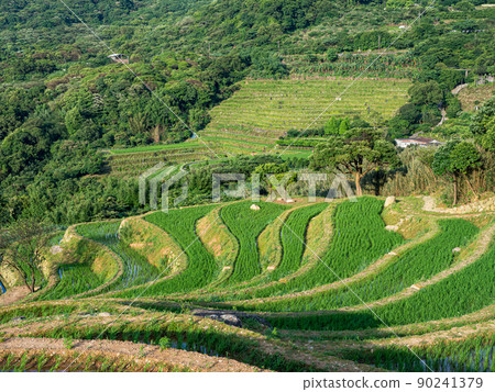 The century-old terraced fields of Shimen Songshan in New Taipei City, Taiwan The century-old terraced fields of Shimen Songshan in New Taipei City, Taiwan 90241379