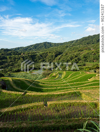 The century-old terraced fields of Shimen Songshan in New Taipei City, Taiwan 90241387