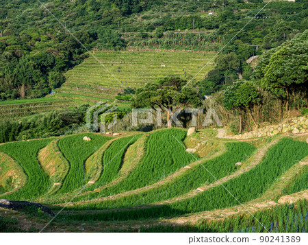 台灣新北市的石門嵩山百年梯田 90241389