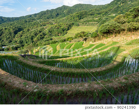 The century-old terraced fields of Shimen Songshan in New Taipei City, Taiwan The century-old terraced fields of Shimen Songshan in New Taipei City, Taiwan 90241390