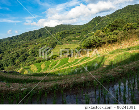 The century-old terraced fields of Shimen Songshan in New Taipei City, Taiwan 90241391
