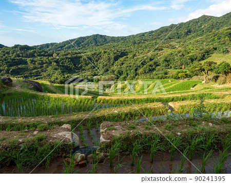 The century-old terraced fields of Shimen Songshan in New Taipei City, Taiwan 90241395