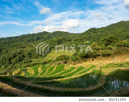 台灣新北市的石門嵩山百年梯田 90241399