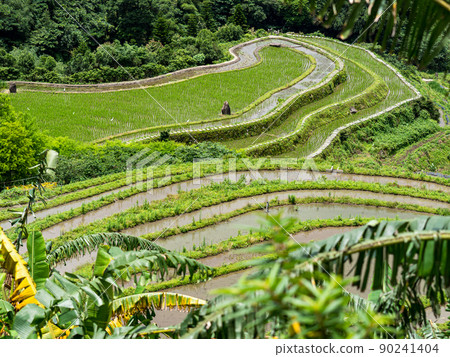 The century-old terraced fields of Shimen Songshan in New Taipei City, Taiwan 90241404