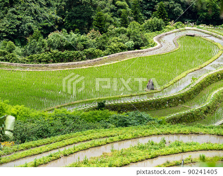 The century-old terraced fields of Shimen Songshan in New Taipei City, Taiwan 90241405