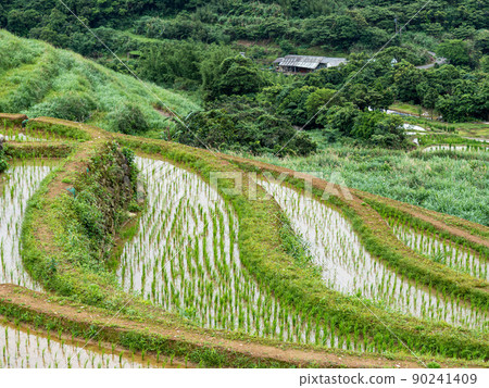 The century-old terraced fields of Shimen Songshan in New Taipei City, Taiwan The century-old terraced fields of Shimen Songshan in New Taipei City, Taiwan 90241409