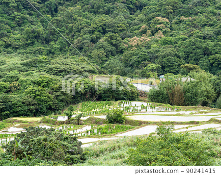台灣新北市的石門嵩山百年梯田 台灣新北市的石門嵩山百年梯田 90241415