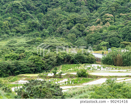 The century-old terraced fields of Shimen Songshan in New Taipei City, Taiwan 90241416