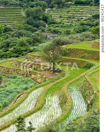 The century-old terraced fields of Shimen Songshan in New Taipei City, Taiwan The century-old terraced fields of Shimen Songshan in New Taipei City, Taiwan 90241417