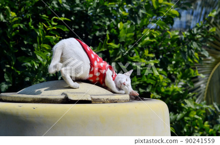 White cat with red suit relax on water tank with green garden background 90241559