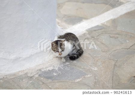 Black and white mottled cat roaming Mykonos 90241613