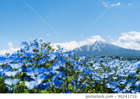 Nemophila field and Mt. Fuji in the background Nemophila field and Mt. Fuji in the background 90241719