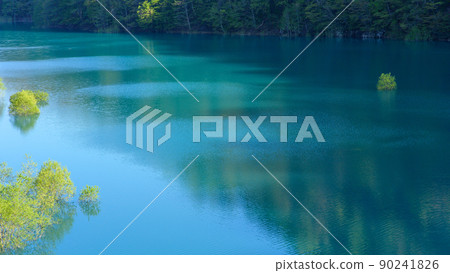 Superb view of early spring, submerged forest of Lake Shusen, Akita Prefecture Superb view of early spring, submerged forest of Lake Shusen, Akita Prefecture 90241826