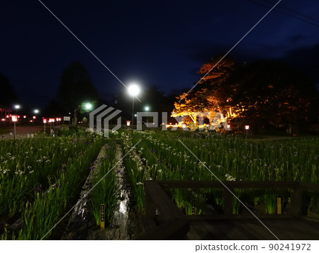 盛開的鳶尾花 Ayame Nagai Ayame Park 90241972