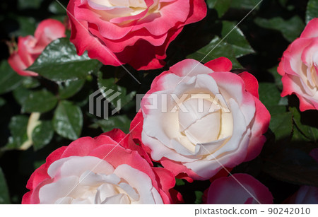 Beautiful roses wrapped with canvas in hand Beautiful roses wrapped with canvas in hand 90242010