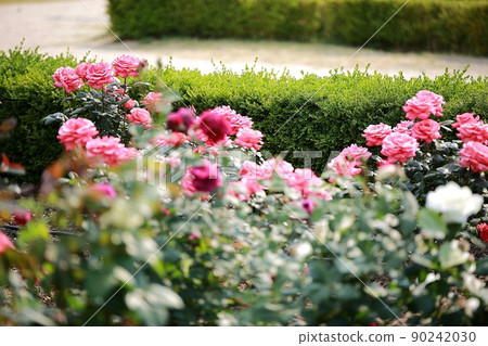 Spring scenery, Suncheon Bay National Garden 90242030