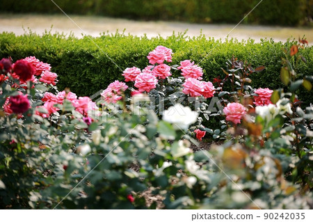 Spring scenery, Suncheon Bay National Garden Spring scenery, Suncheon Bay National Garden 90242035