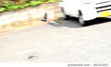 Flying blue rock thrush and shadow Flying blue rock thrush and shadow 90242097