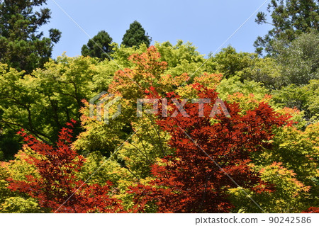 Red maple tree and maple tree whose leaves change color 90242586