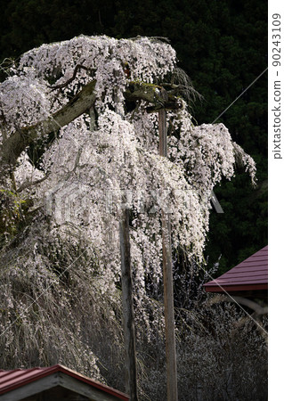 Sakura of Eizumiji Temple Spring scenery 90243109