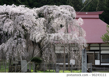 Sakura of Eizumiji Temple Spring scenery 90243111