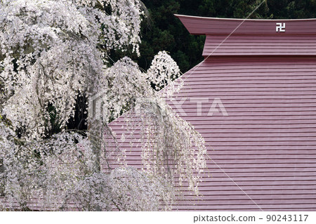 Sakura of Eizumiji Temple Spring scenery 90243117