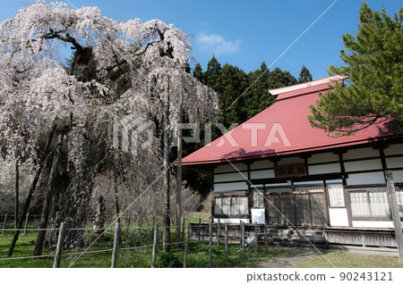 Sakura of Eizumiji Temple Spring scenery Sakura of Eizumiji Temple Spring scenery 90243121