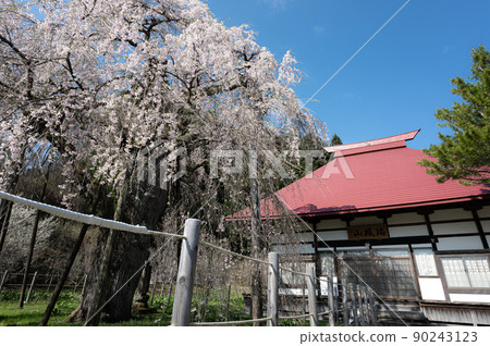 Sakura of Eizumiji Temple Spring scenery 90243123
