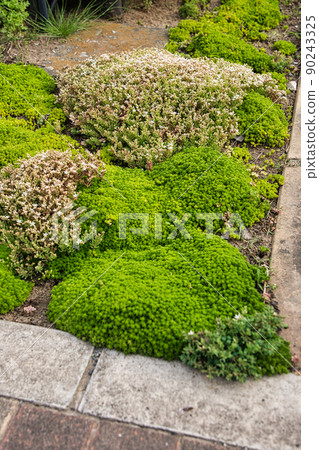 Great fertility sedum Great fertility sedum 90243325