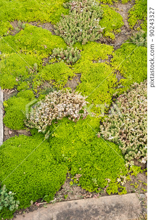 Great fertility sedum Great fertility sedum 90243327