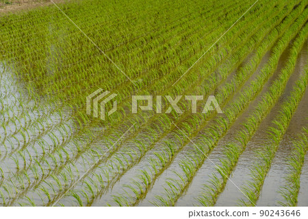 水稻種植 90243646