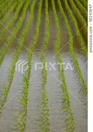 水稻種植 90243647