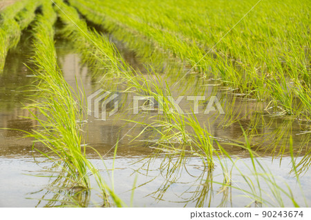 Rice planting 90243674