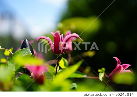 Close-up summer flowers 90243814